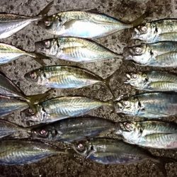 なかなかのサイズのアジでした！